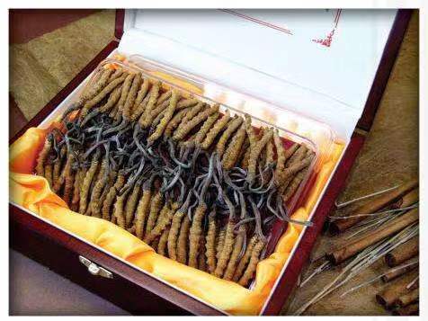 甘南冬虫夏草回收